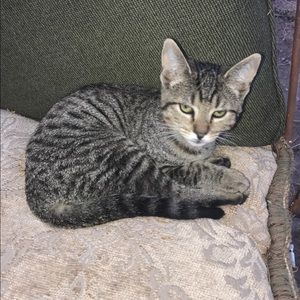 Meet your Posher, Jesse